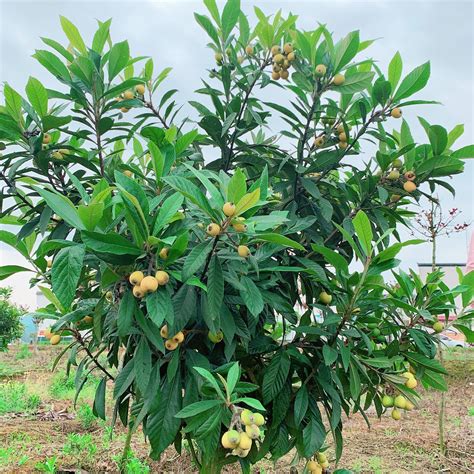 枇杷树风水|庭院种植枇杷树风水